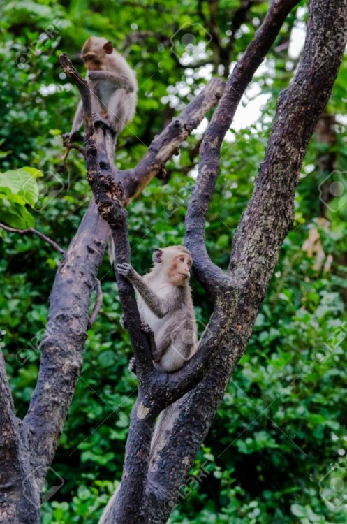 78083591-two-young-monkeys-climbing-on-tree.jpg