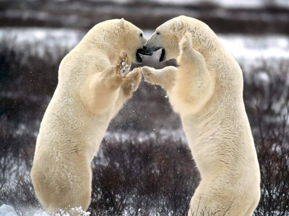 Sparring Polar Bears Churchill Manitoba Canada.jpg