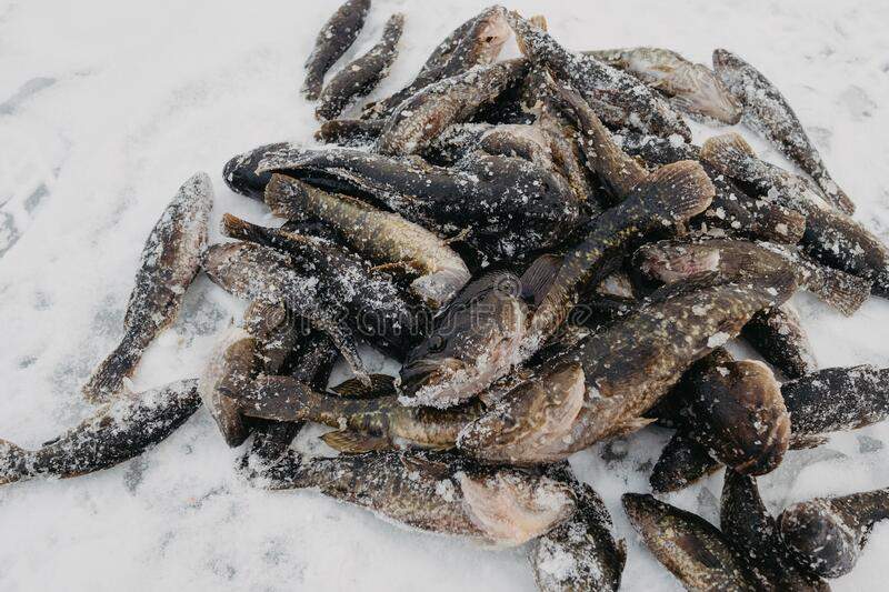 ψάρι-perccottus-glenii-το-αλίευμα-του-χειμώνα-έγκειται-στο-χιόνι-βρίσκεται-208479057.jpg