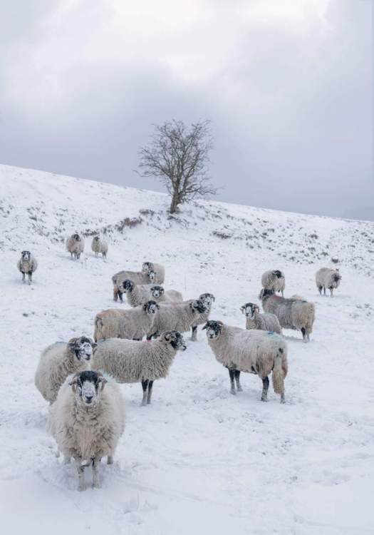 Sheep in the snow.jpg
