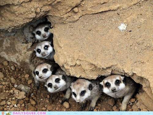 meerkat-family-rocking-out.jpeg
