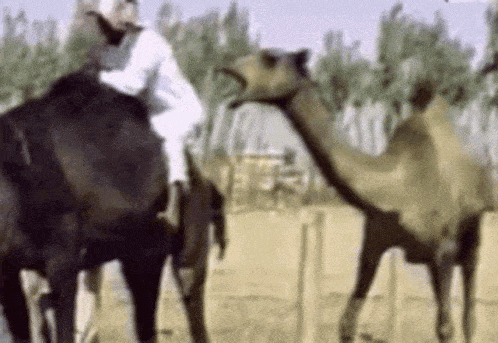 icegif-539.gif